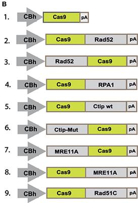 Corrigendum: Enhancement of Precise Gene Editing by the Association of Cas9 With Homologous Recombination Factors